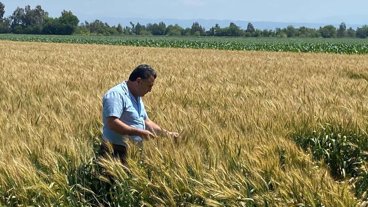 Osmaniye Emeklik Buğday Verim Tespiti (1)