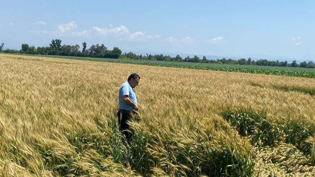 Osmaniye Emeklik Buğday Verim Tespiti (2)