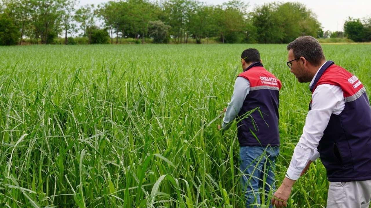 Osmaniye Tarım Arazileri Hasar Tespit (2)