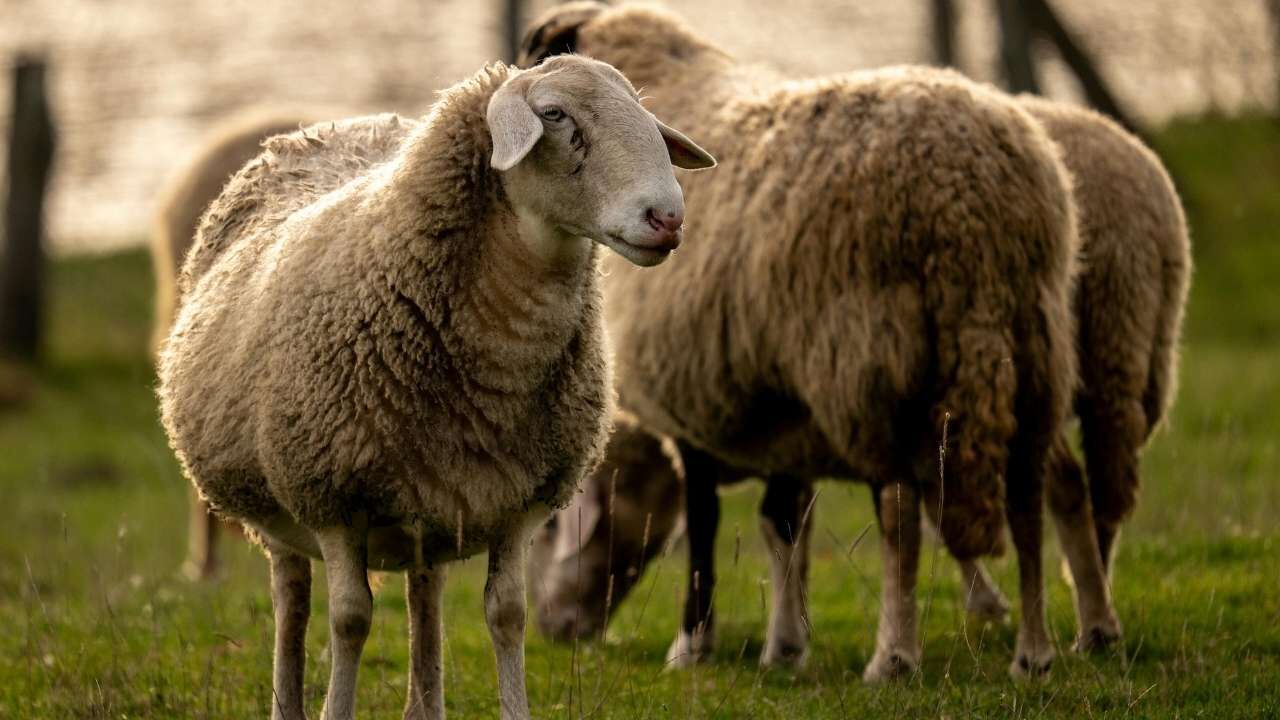 Osmaniye’de Kurban Satış Ve Kesim Yerleri Belli Oldu!