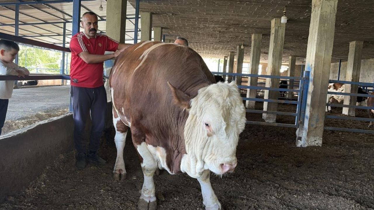 Osmaniye’nin Gururu Dev Boğa ‘Kasım’ Alıcısını Buldu! Tam 1 Ton 300 Kilogram (1)