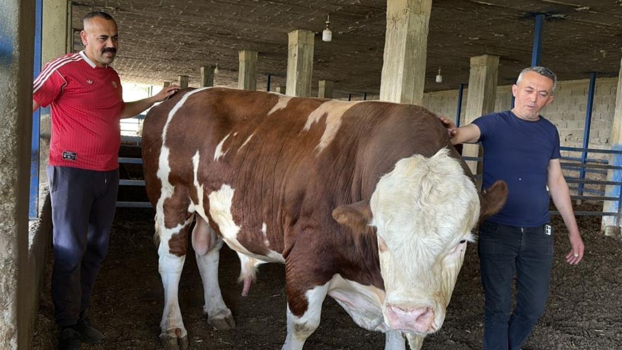 Osmaniye’nin Gururu Dev Boğa ‘Kasım’ Alıcısını Buldu! Tam 1 Ton 300 Kilogram
