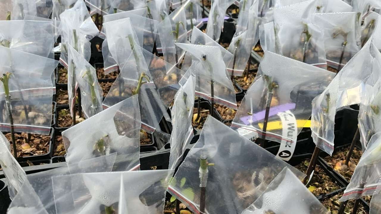 Sumbas Ekonomisine Avokado Dopingi Vali Yerinde İnceledi