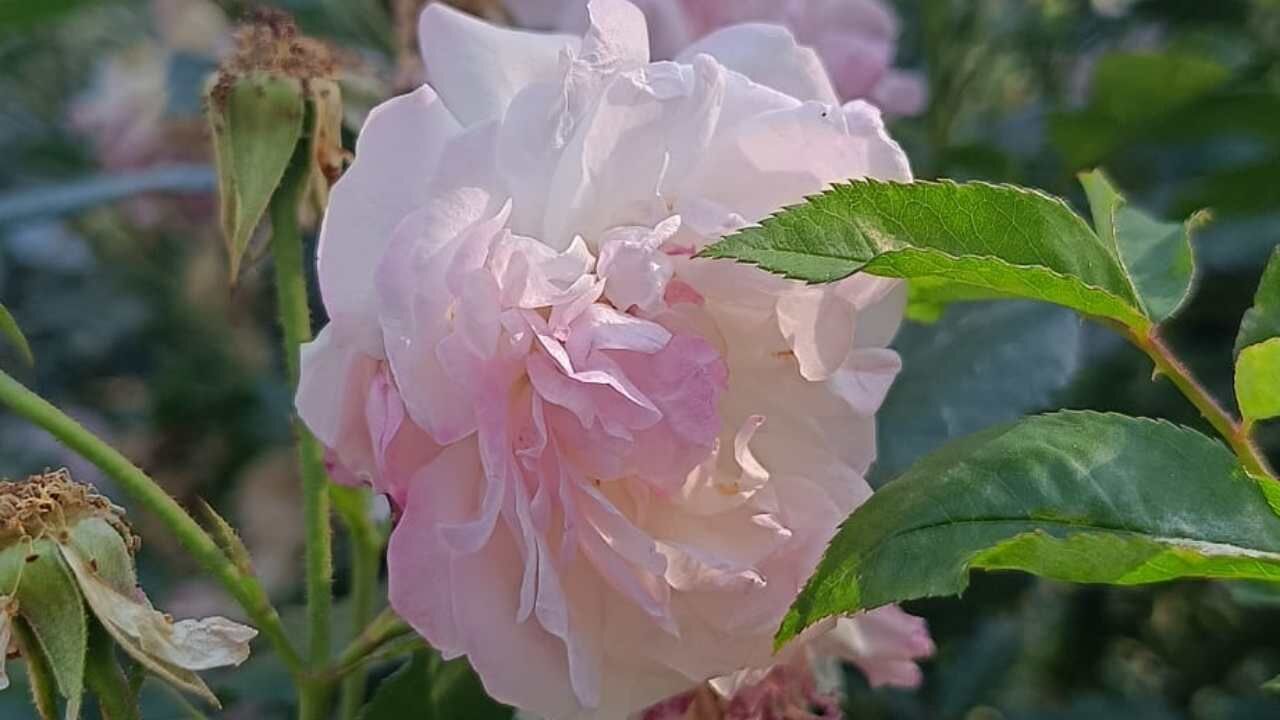 Yaman Apartmani Fakiusagi (1)