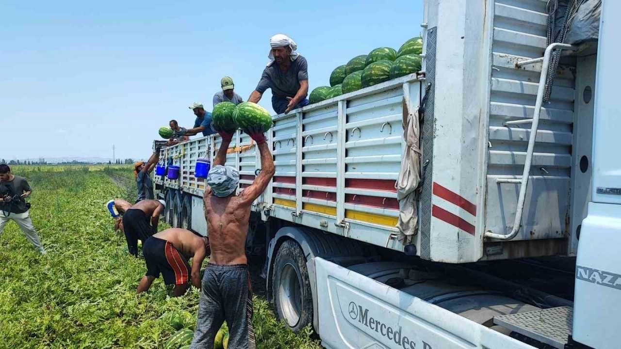 Adana Sıcağında Karpuz Hasadı Nasıl Yapılıyor (2)