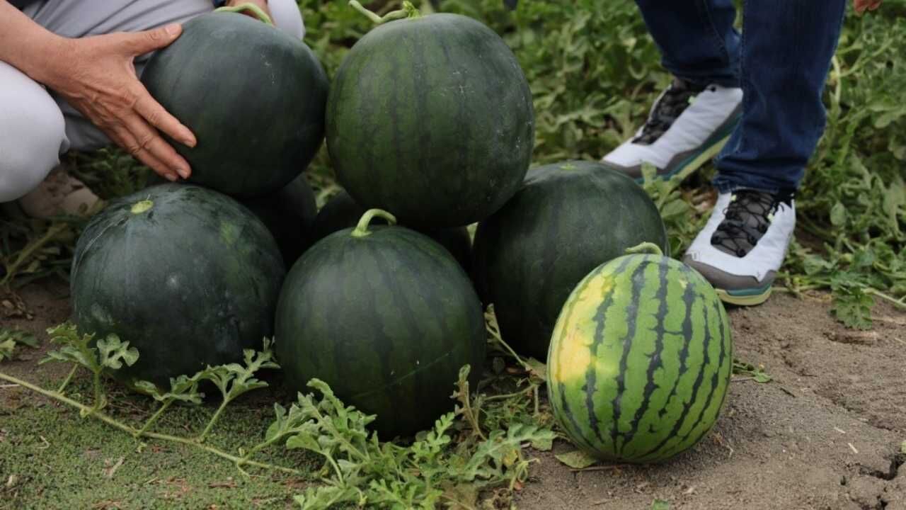 Adana Tarlalarında Yetişen İçi Sarı Karpuz Herkesi Şaşırtıyor (2)-1