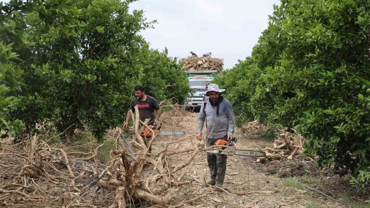 Adana'da Ekonomik Ömrünü Tamamlayan Narenciye Ağaçları Mangal Kömürü Oluyor (2)