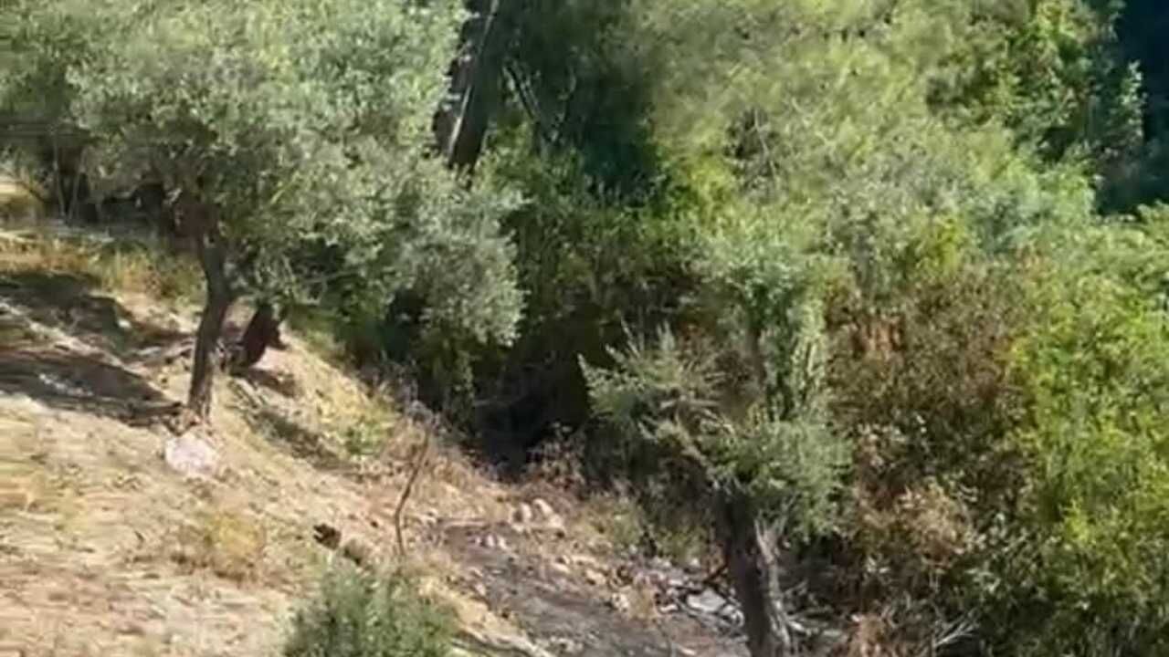 Antakya’da Zeytinlik Alanda Yangın (1)