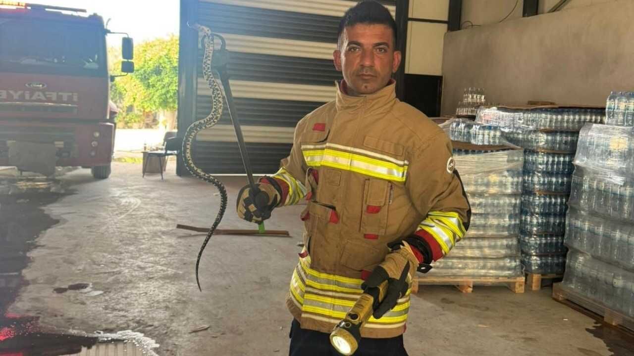 Araca Giren Yılan Sürücüye Korku Dolu Anlar Yaşattı (2)