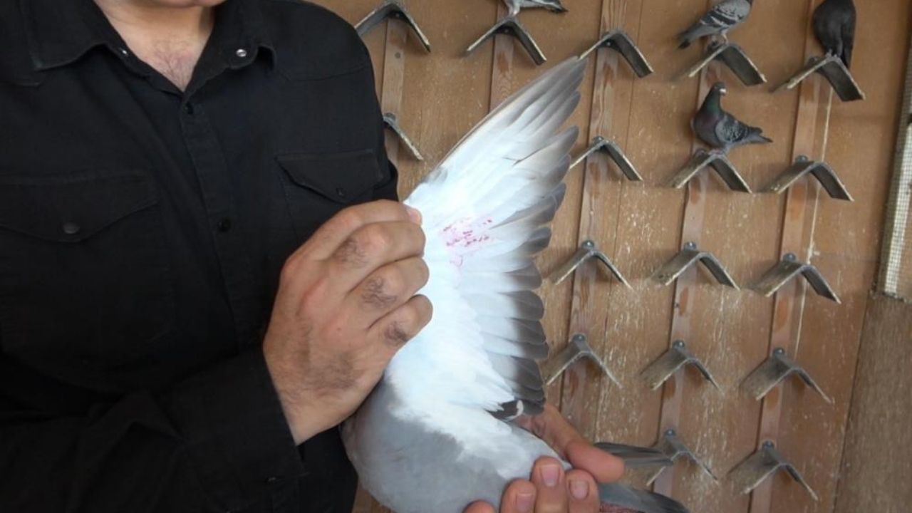 Bin Kilometreyi Bir Günde Uçtu! Osmaniye'ye Akdeniz Bölge Şampiyonluğunu Getiren Kanatlı Mucize (3)