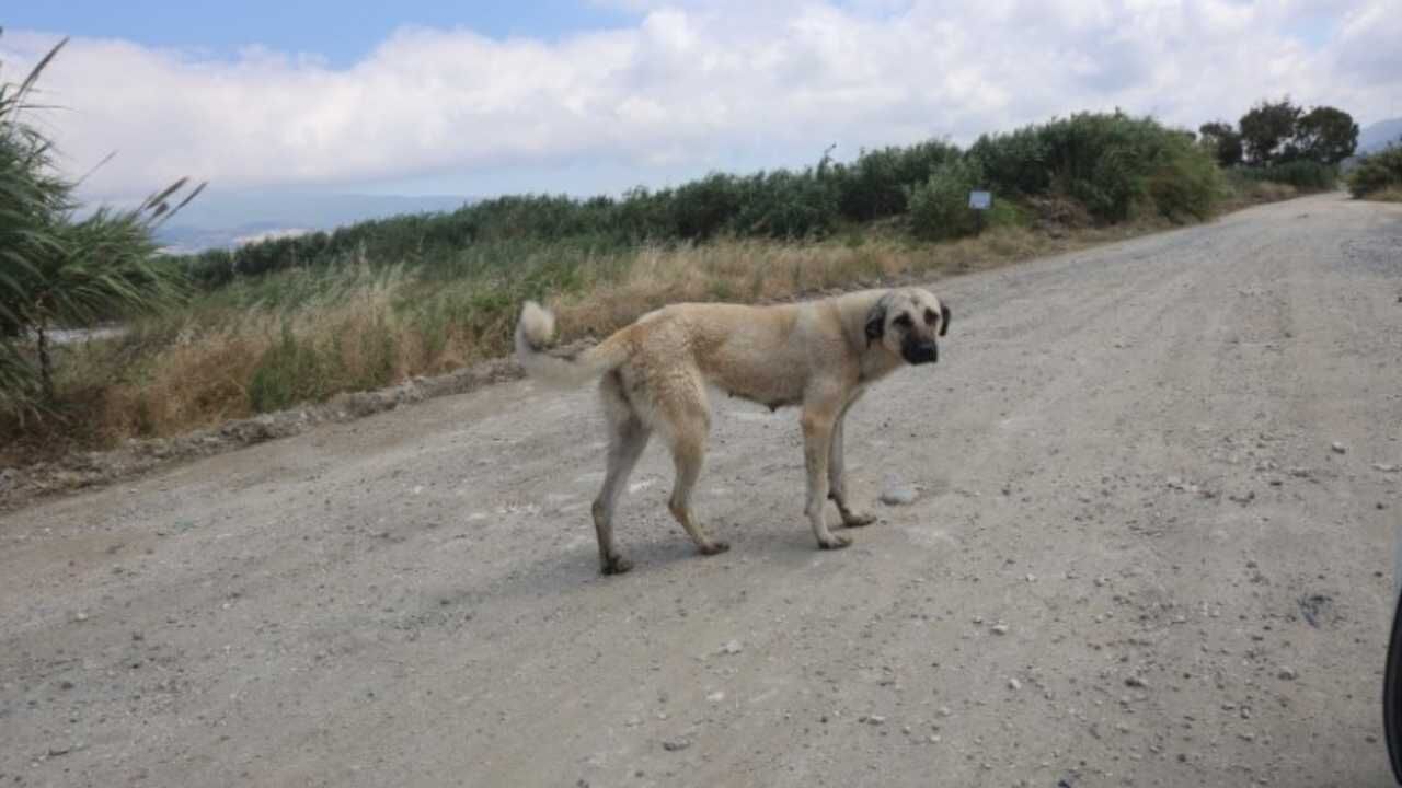 Hatay Samandağ’da Yavru Köpekleri Terk Edenlere 540 Bin Tl Ceza (1)