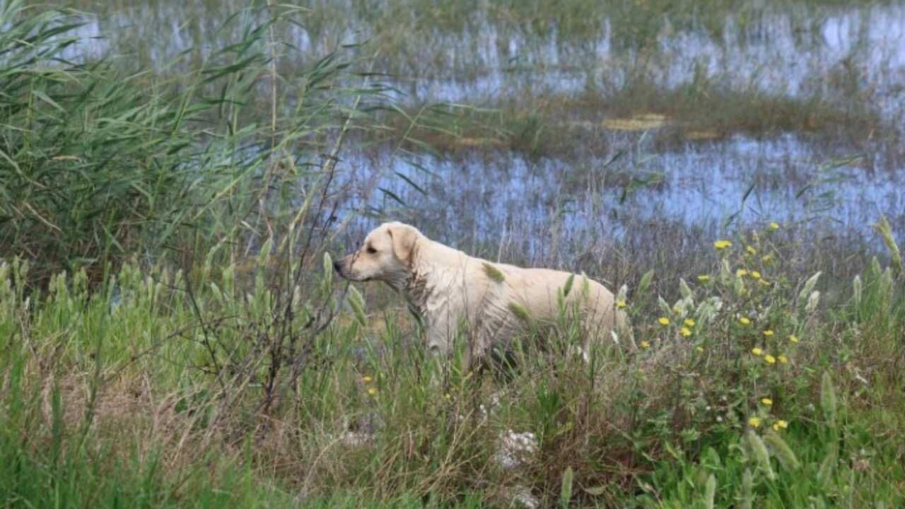 Hatay Samandağ’da Yavru Köpekleri Terk Edenlere 540 Bin Tl Ceza (2)