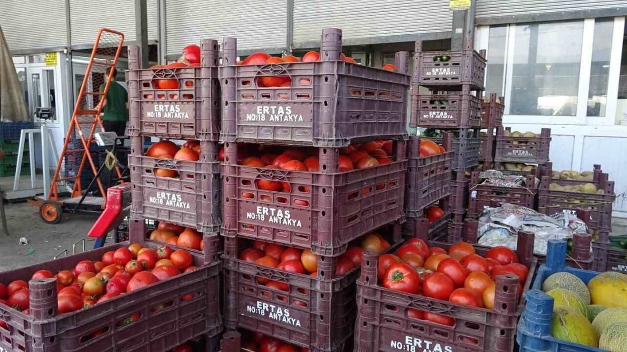 Hatay'da Domates Fiyatları Çakıldı Kilosu 15 Tl'ye Düştü (2)
