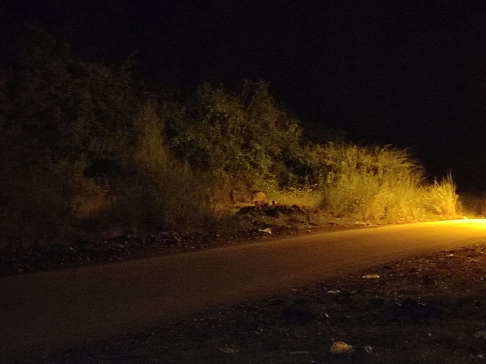 Karaçay Mesire Alanı’nda Domuz Sürüsü Görüntülendi1