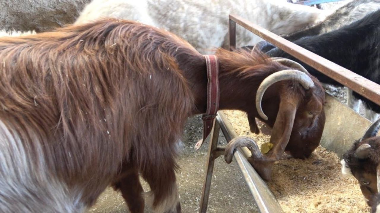 Örenler Yapay Zeka Sandı Osmaniye'de Kulağından Boynuz Çıkan Keçiye Teklif Yağıyor! (2)