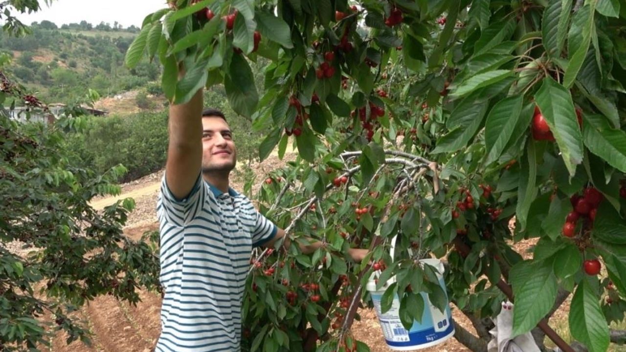 Osmaniye Bahçe'de Kiraz Hasadı Başladı (2)