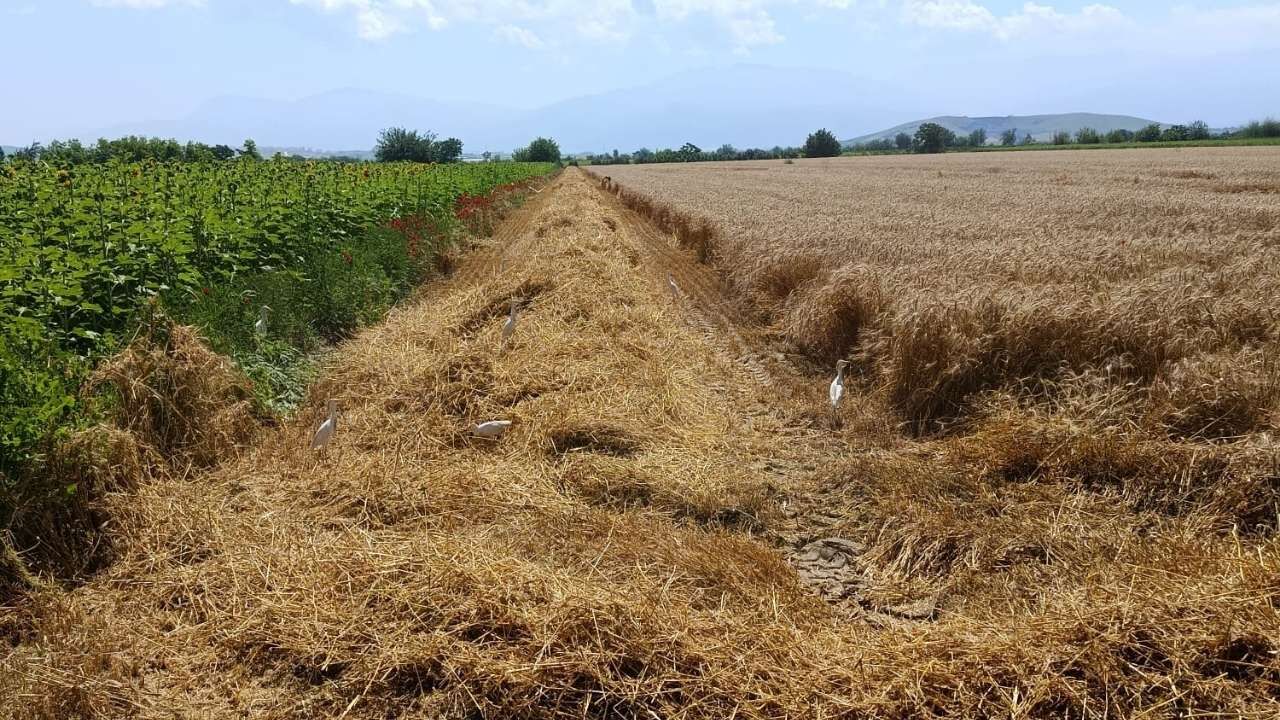 Osmaniye Buğday Hasadı (1)