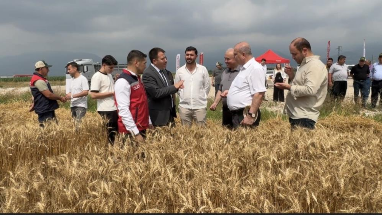 Osmaniye Düziçi'nde Buğday Hasat Sezonu Başladı (3)