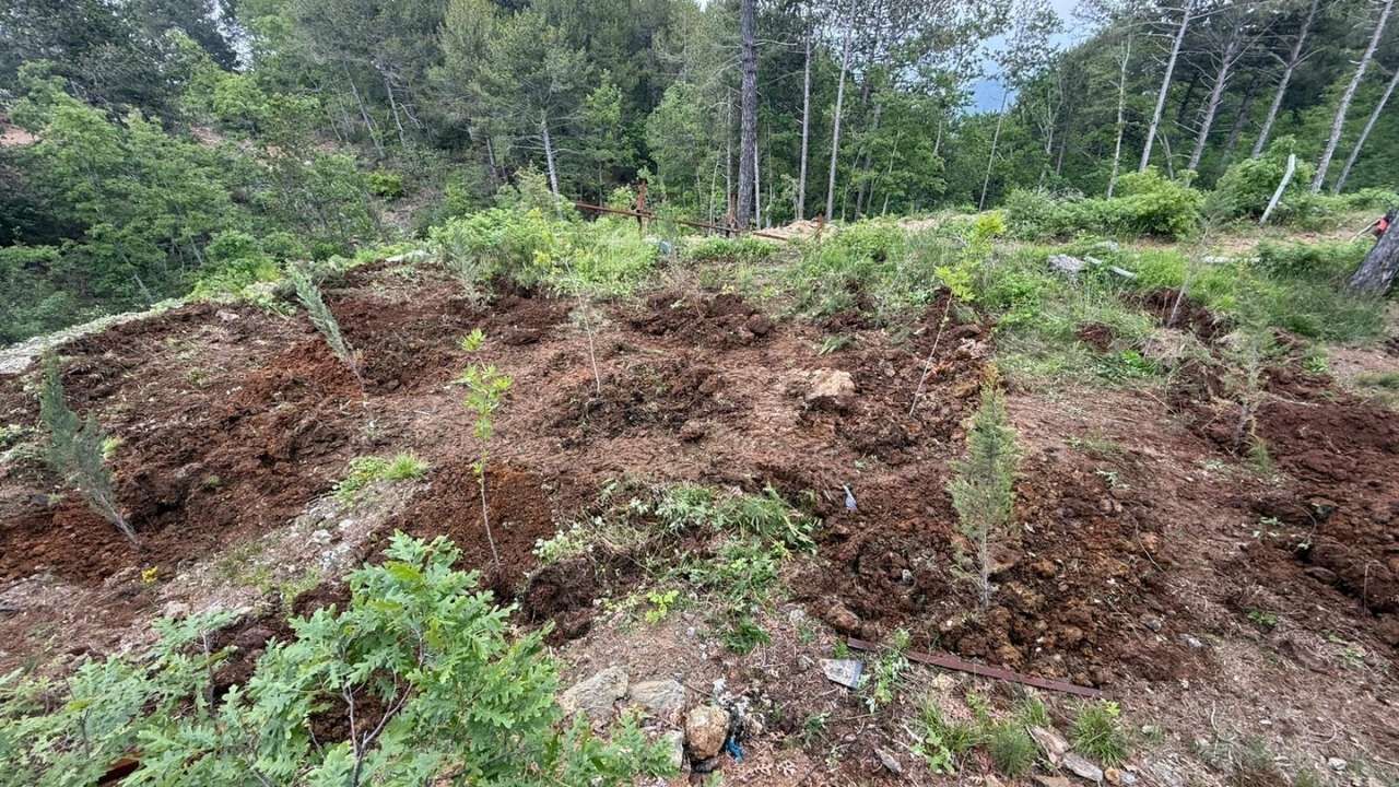 Osmaniye Oluk Başı Yıkım Ağaçlandırma (2)
