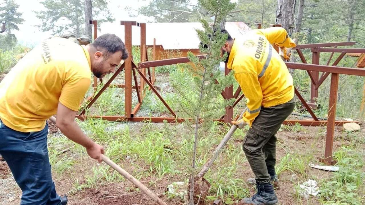 Osmaniye Oluk Başı Yıkım Ağaçlandırma (5)