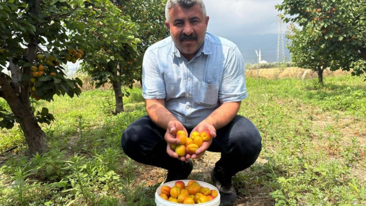 Osmaniye Orange Ruby Hasatı