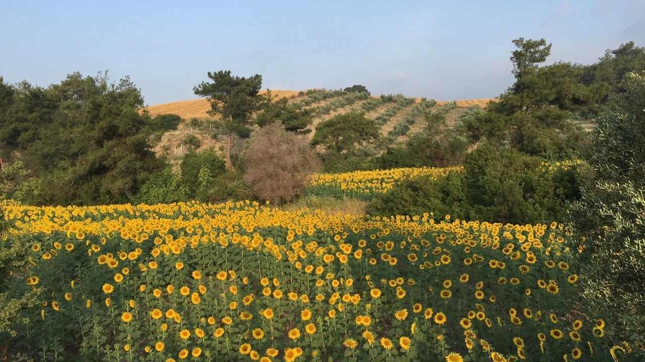Osmaniye Tarım (4)