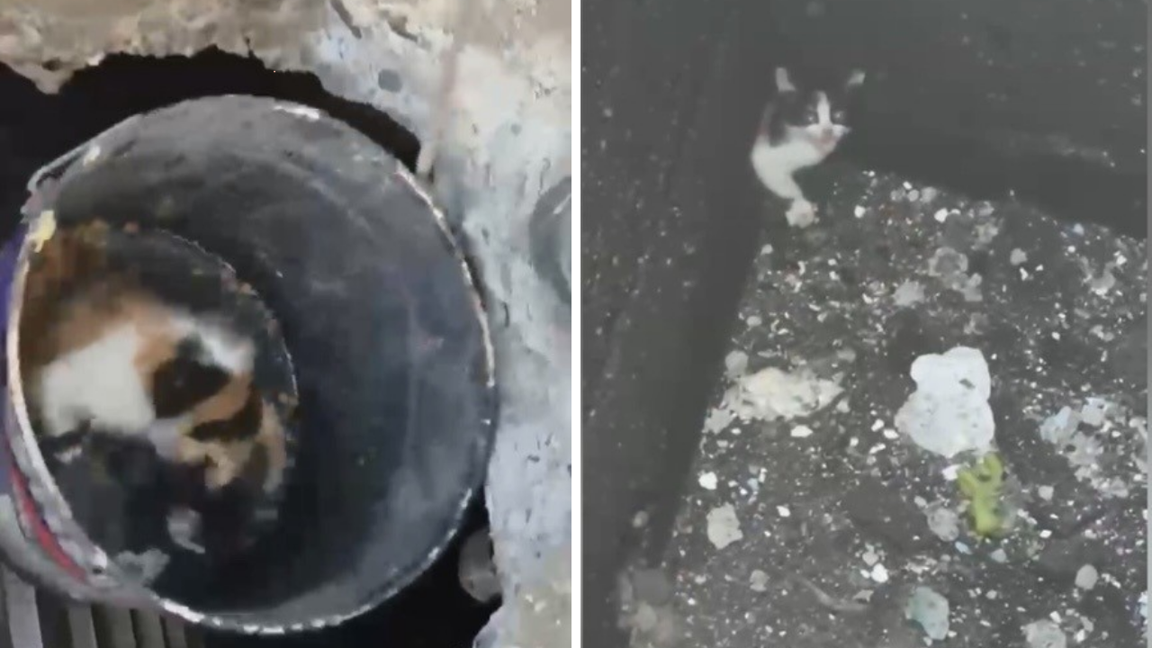 Osmaniye'de Dar Kuyuya Düşen Yavru Kedi İçin Seferberlik