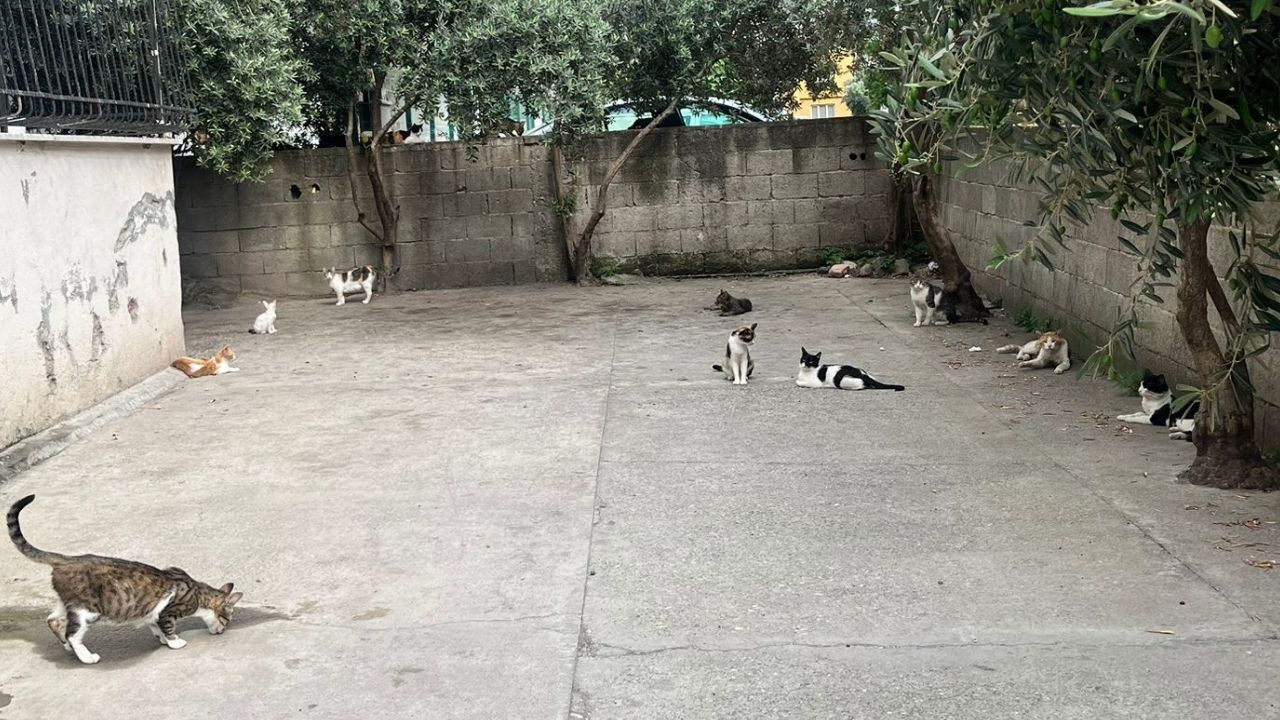 Osmaniye’de Mahalleye Dadanan Yılan Herkesi Tedirgin Etti (3)