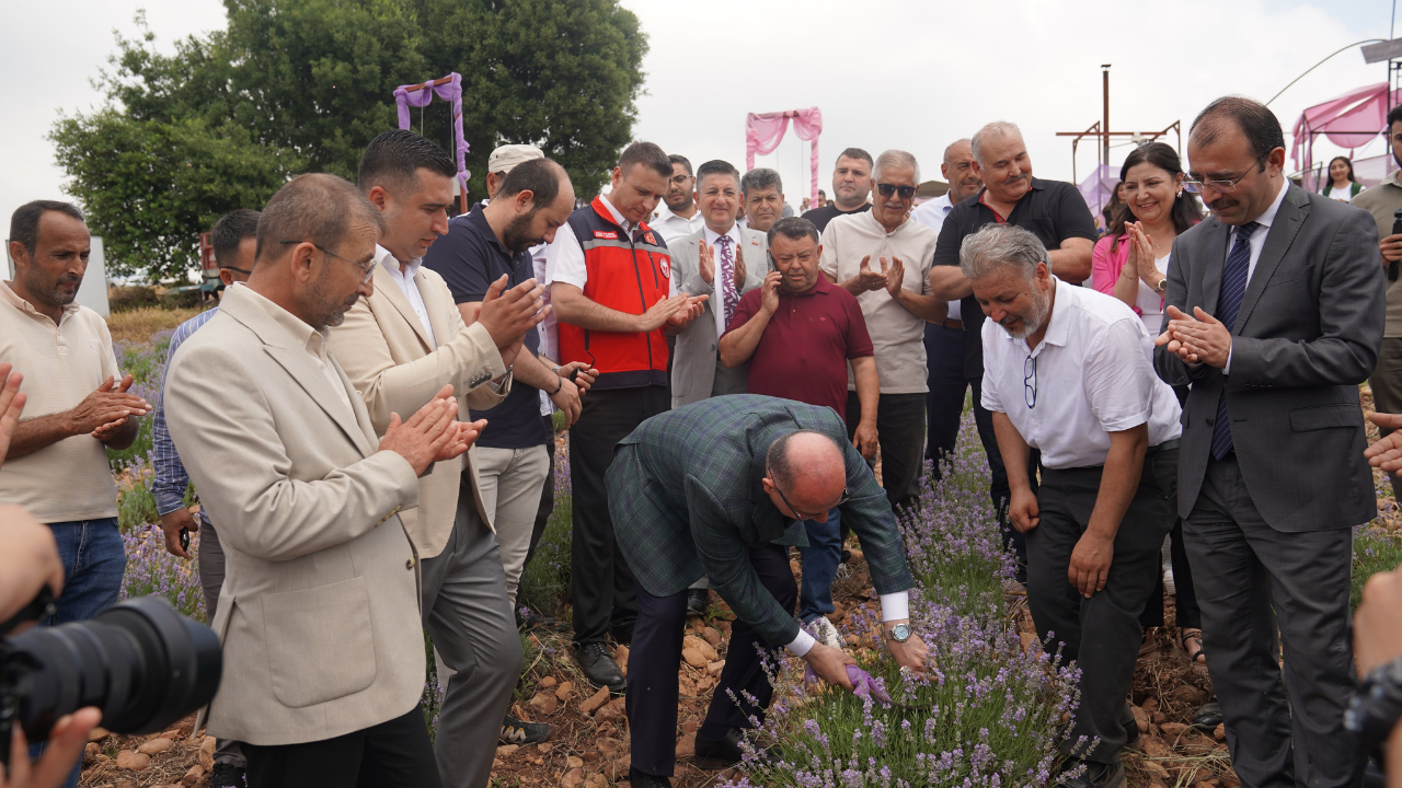 Osmaniye'de Mor Altının İlk Hasadı Yapıldı (2)