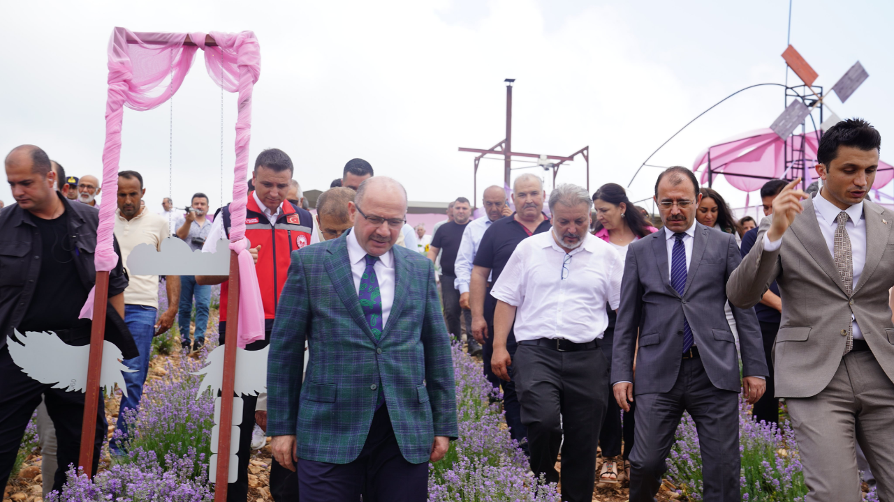 Osmaniye'de Mor Altının İlk Hasadı Yapıldı (3)