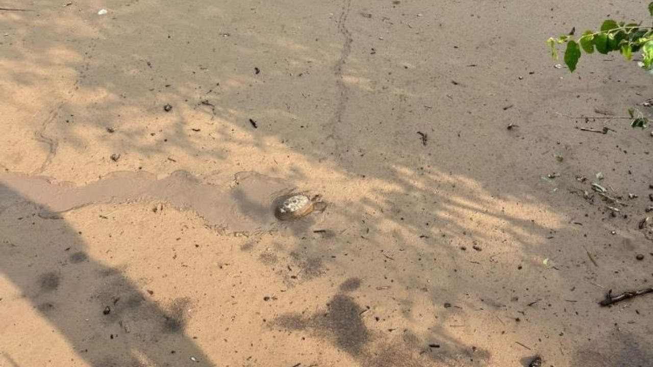 Osmaniye'de Sel Çamuruna Saplanan Kaplumbağayı İtfaiye Kurtardı (1)