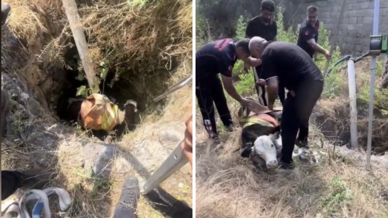 Osmaniye'de Su Kuyusuna Düşen Buzağıyı İtfaiye Kurtardı (1)