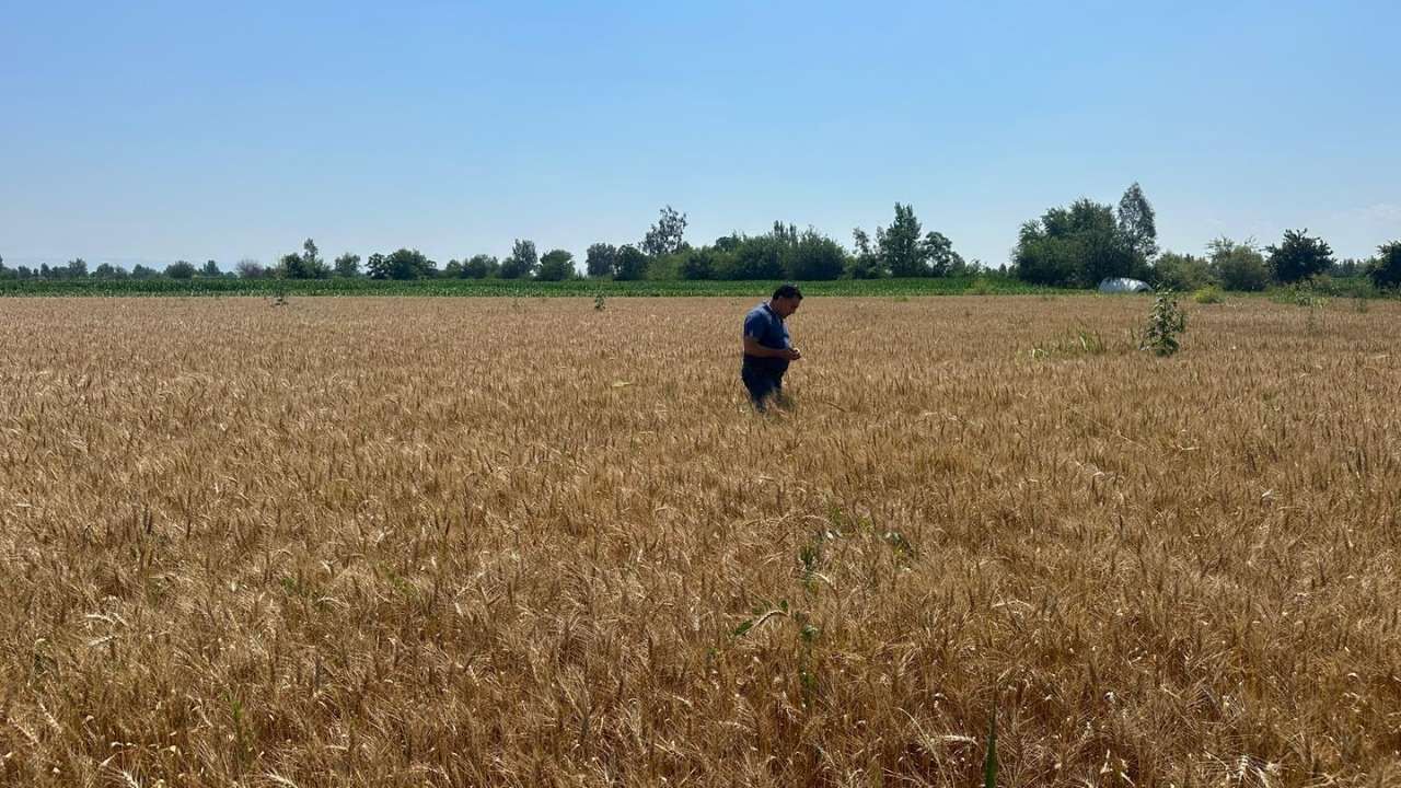 Tarımda Yüksek Verim Için Osmaniye'de Kollar Sıvandı (2)