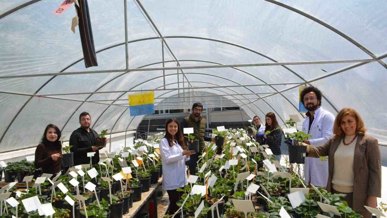 Türk Bilim Adamları Kuraklığa Dayanıklı Çilekler Geliştirdi (1)
