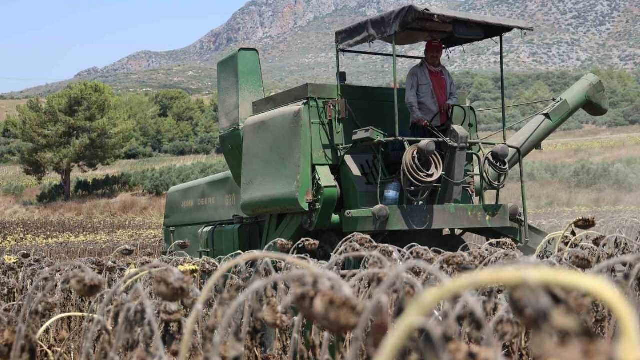 Adana'da Yağlık Ayçiçeği Hasadı Bu Yıl Erken Ve Verimli Başladı (1)