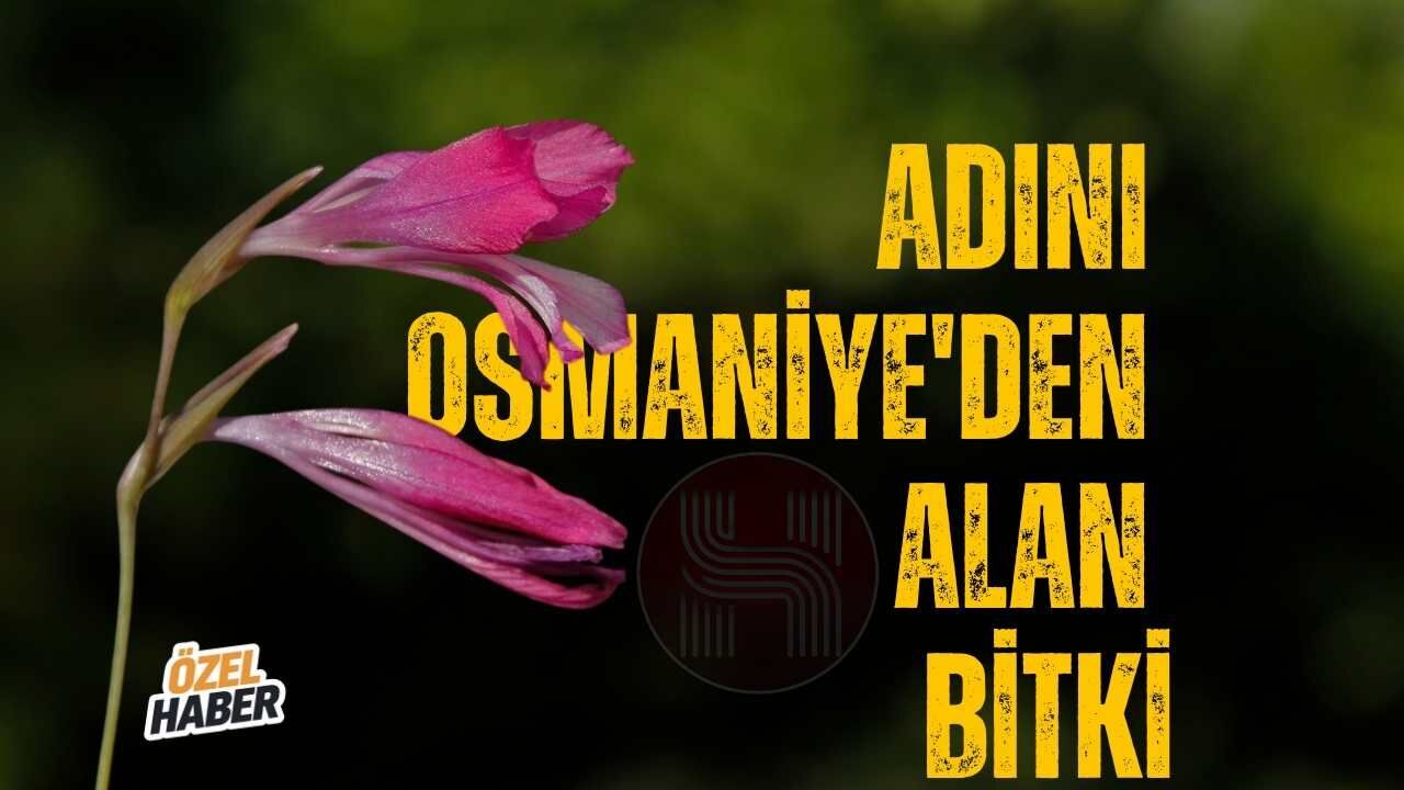 Adını Osmaniye'den Alan Bitki