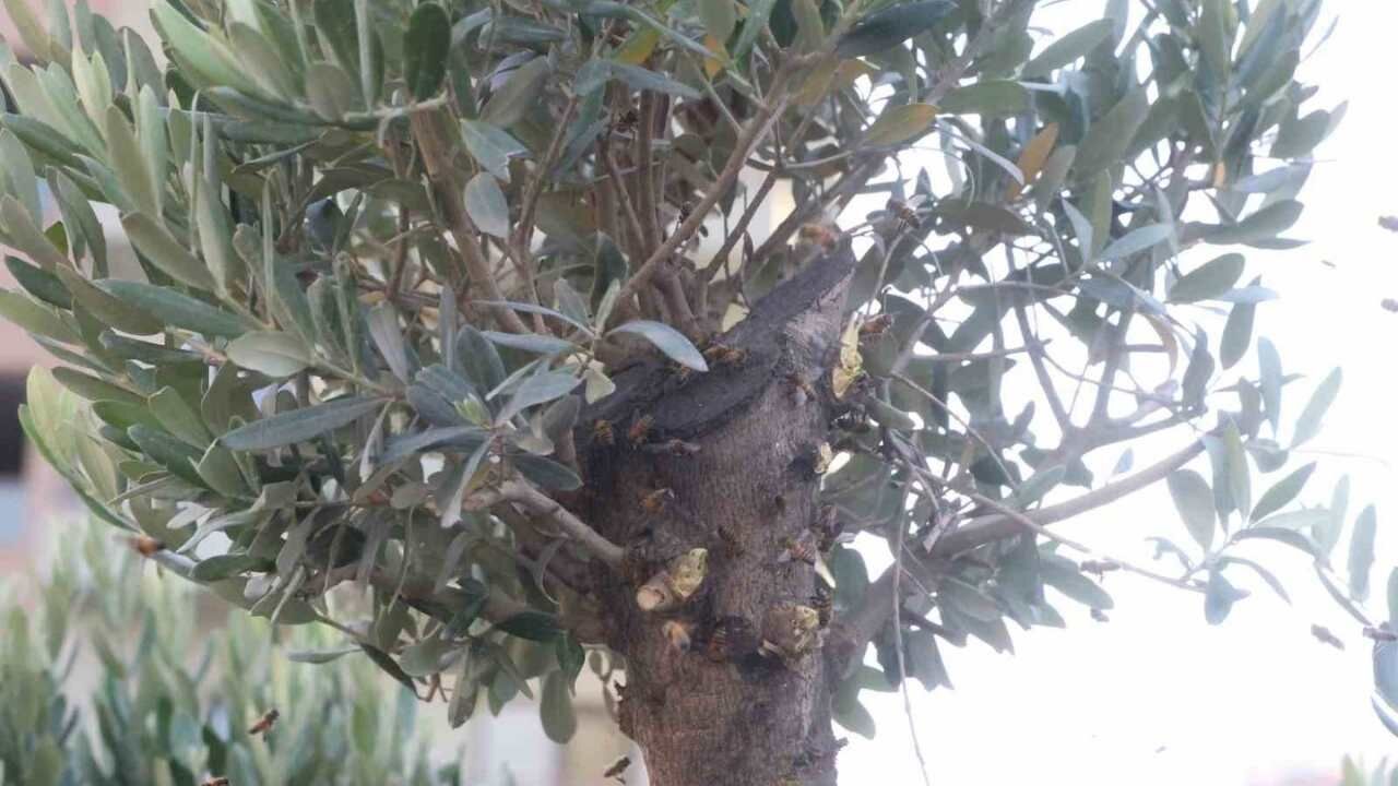 Antakya Merkezde Ağaca Konan Arı Oğulu Fark Edildi (2)