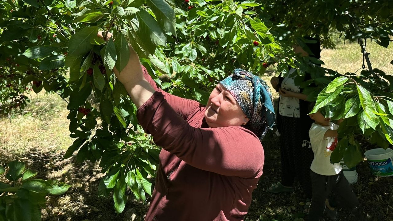 Avrupa'nın Gözdesi Çiğşar Kirazında Hasat Başladı! Kasada 50, Avrupa'da 350 Tl!-1