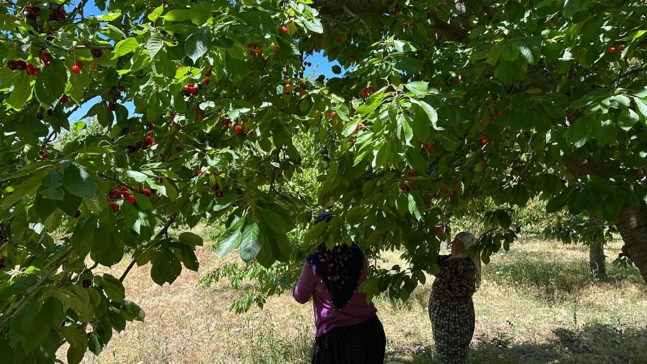 Avrupa'nın Gözdesi Çiğşar Kirazında Hasat Başladı! Kasada 50, Avrupa'da 350 Tl