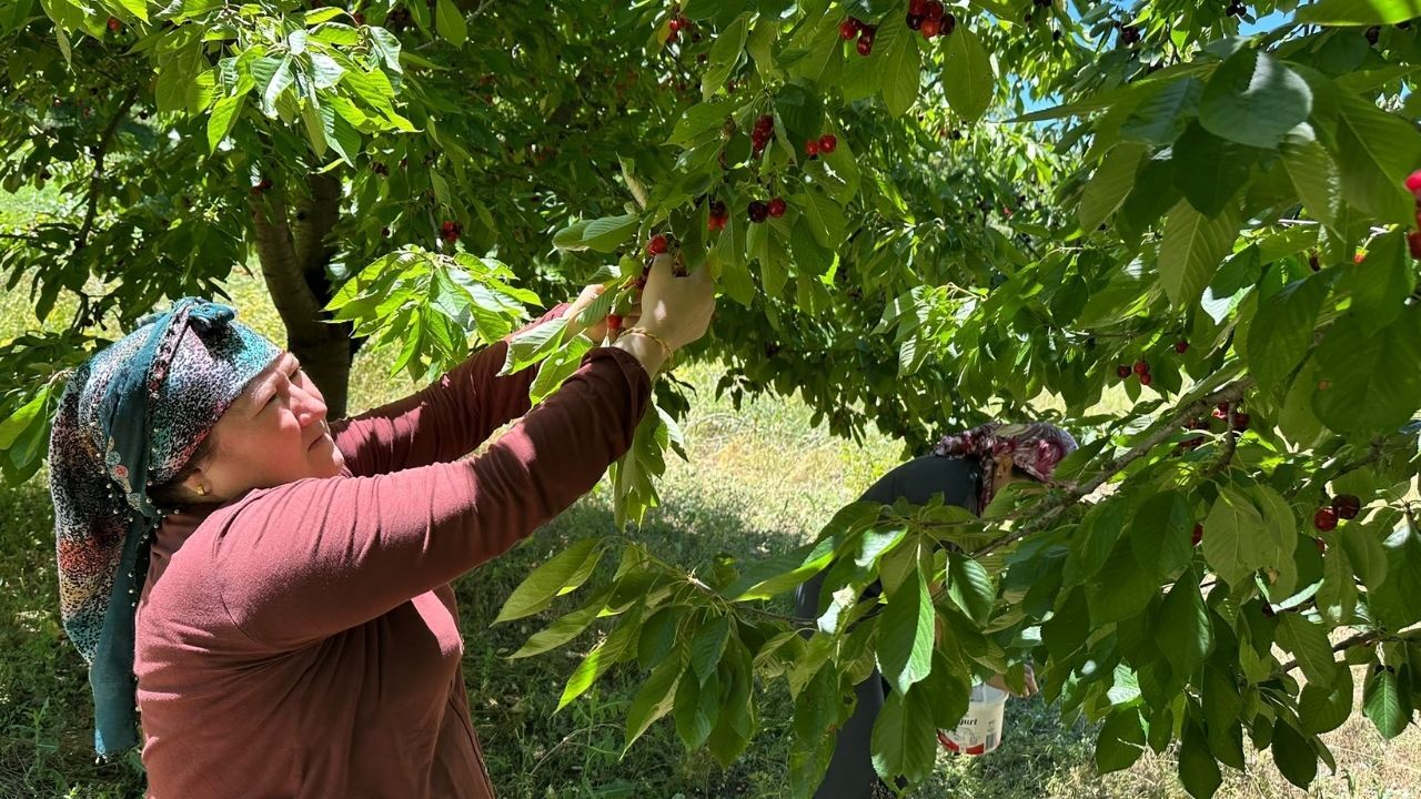 Avrupa'nın Gözdesi Çiğşar Kirazında Hasat Başladı! Kasada 50, Avrupa'da 350 Tl!.J