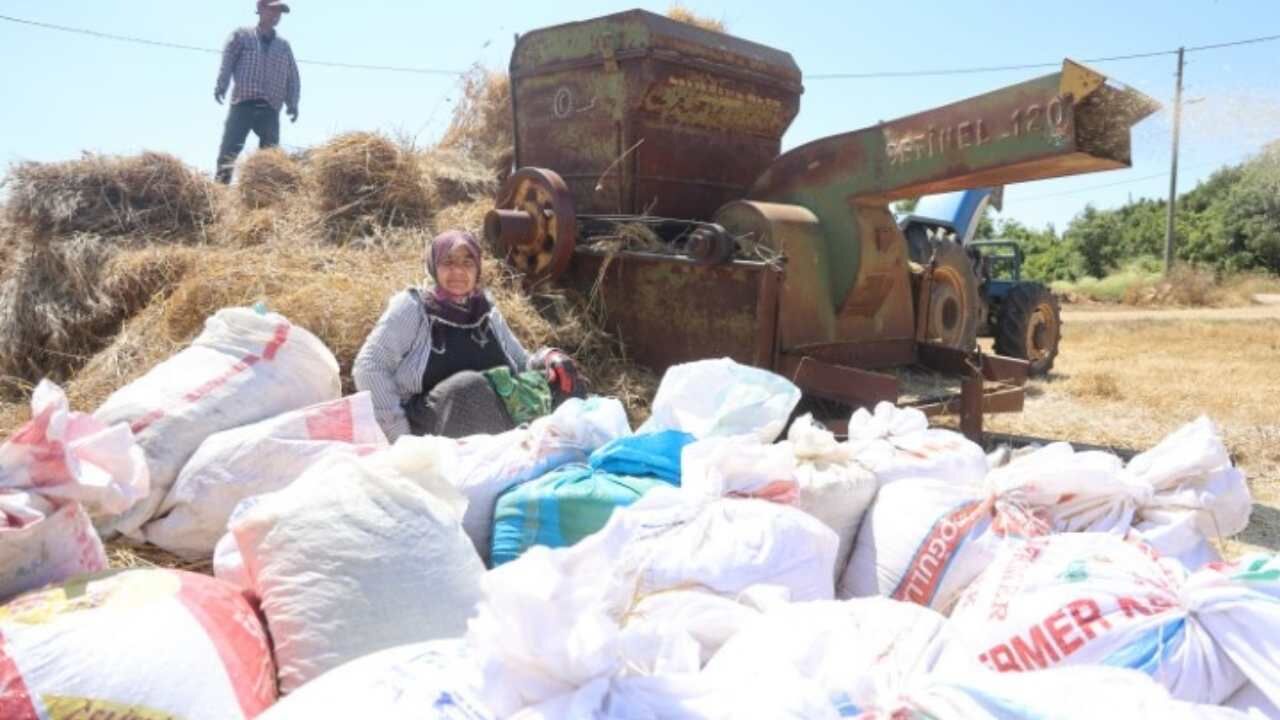 Buğday Hasadında Zorlu Şartlar Altında Çalışılıyor (1)