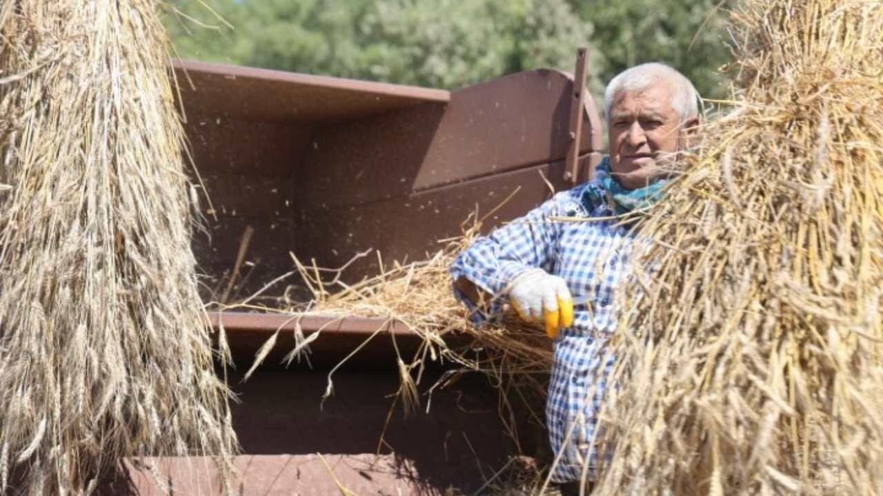 Buğday Hasadında Zorlu Şartlar Altında Çalışılıyor (2)
