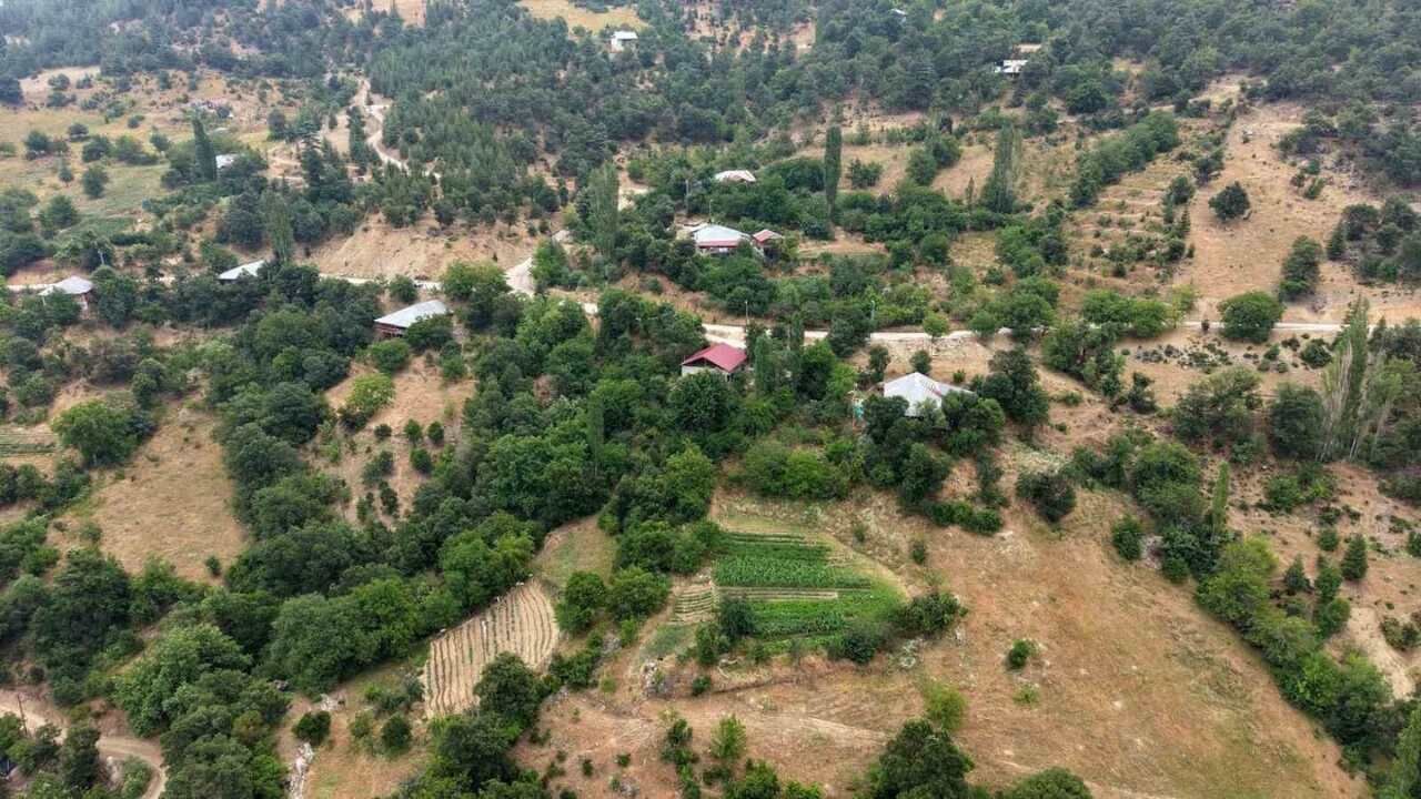 Feke Dağlarında Yetişen Sarı Kantaron Ve Kekik Nasıl Işleniyor (2)
