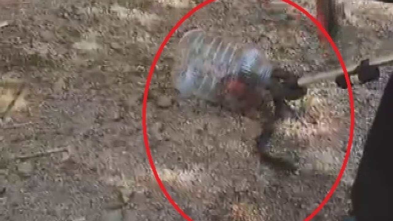 Hassa'da Yılan Paniği Yaşandı (2)