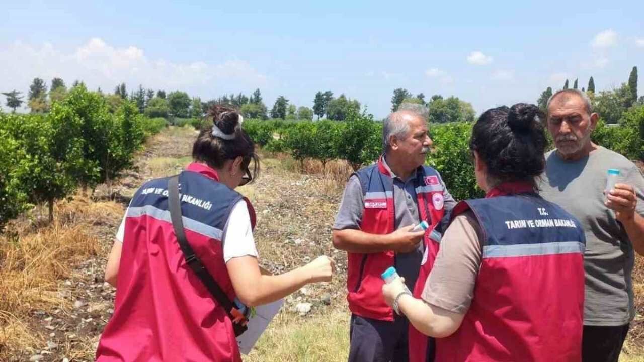 Hatay Narenciye Bahçelerinde Faydalı Böcek Salımı Yapılıyor (2)