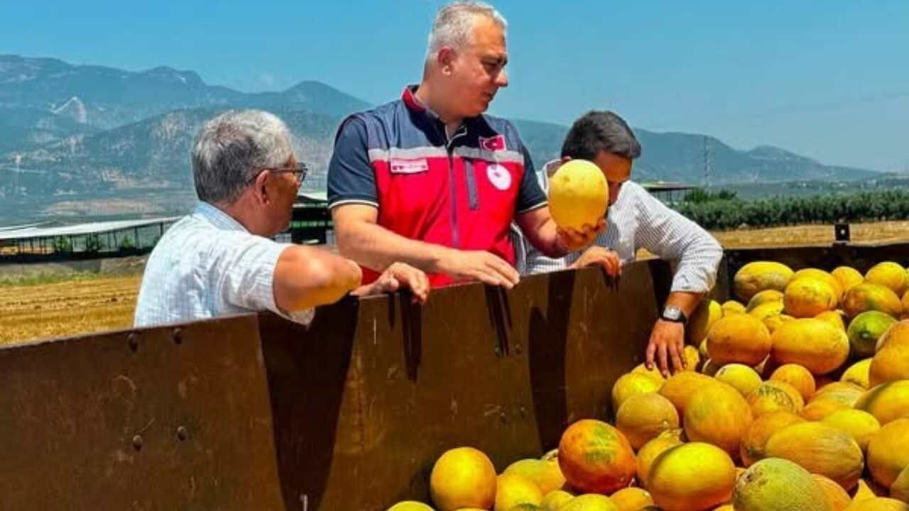Kırıkhan Kavununda Hasat Dönemi Nasıl Geçiyor (2)