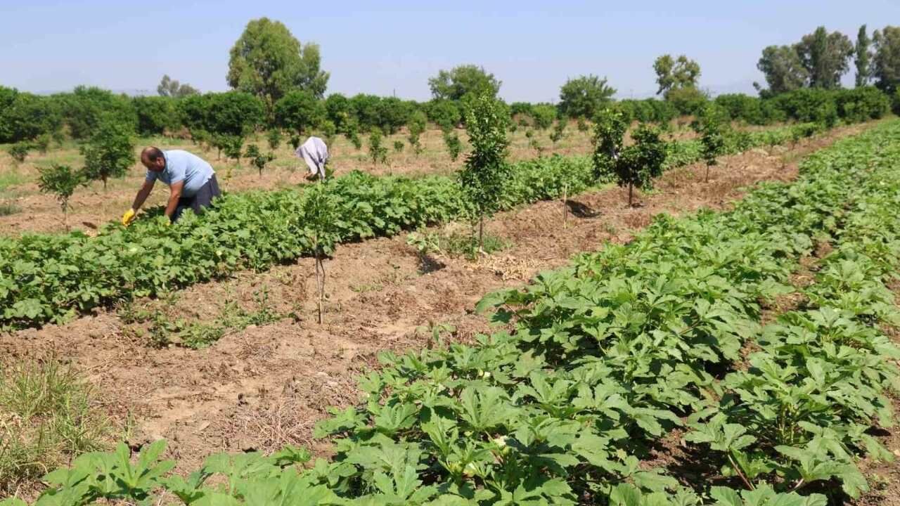 Kozan Bamya Hasadı Başladı (1)