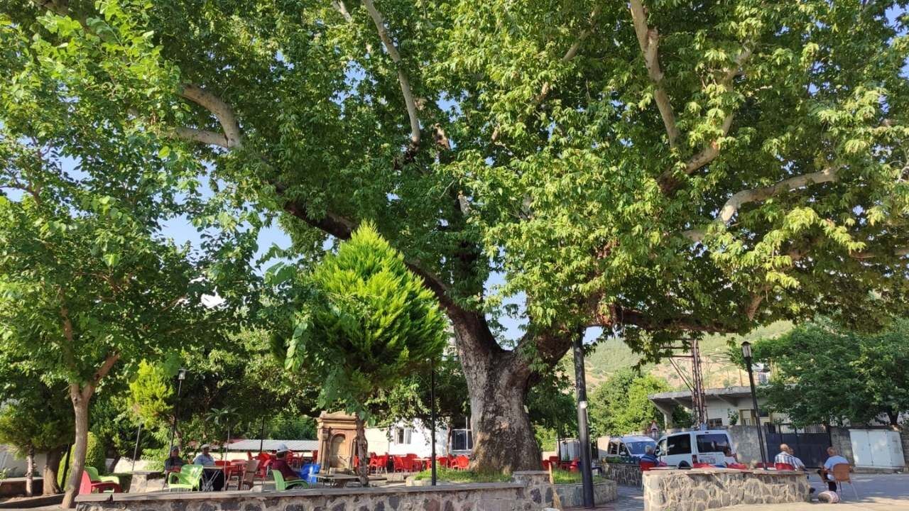 Osmaniye’de Asırlık Çınar Gölgesiyle Vatandaşlara Nefes Oldu (1)