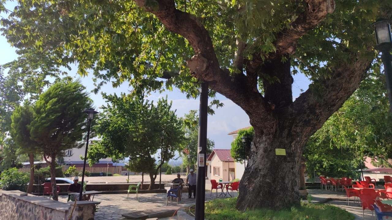 Osmaniye’de Asırlık Çınar Gölgesiyle Vatandaşlara Nefes Oldu (2)