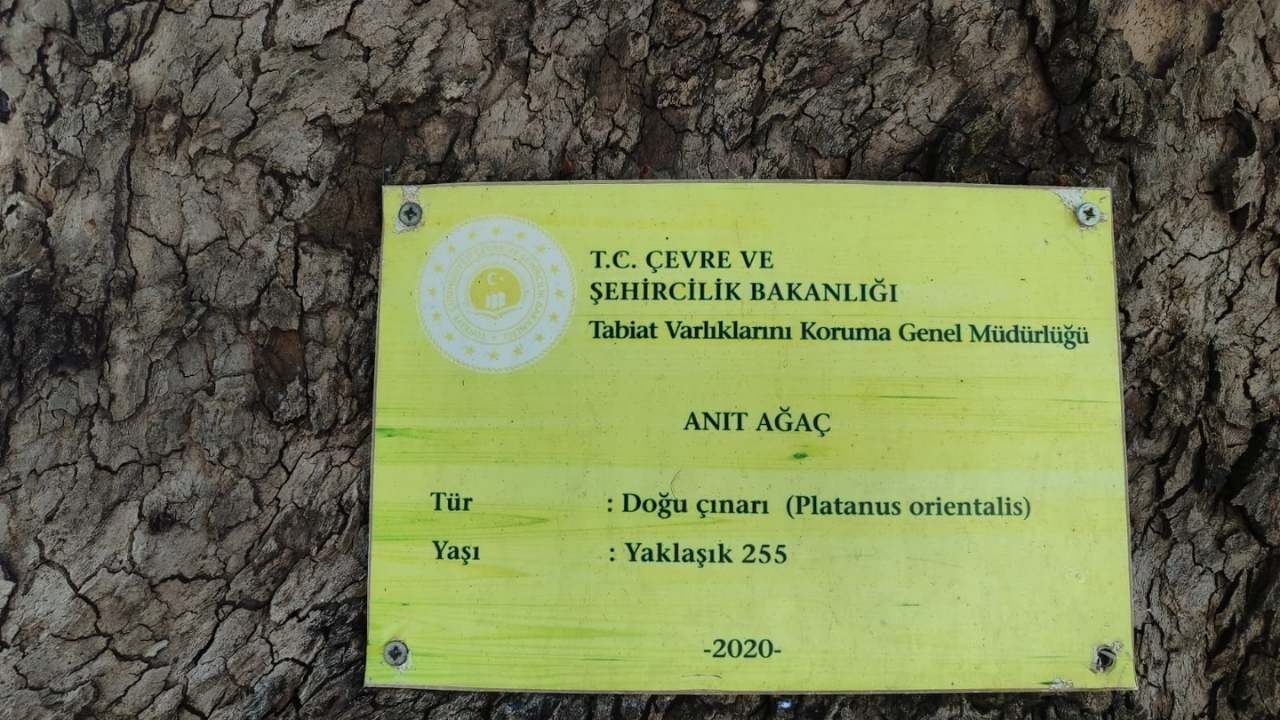 Osmaniye’de Asırlık Çınar Gölgesiyle Vatandaşlara Nefes Oldu (5)